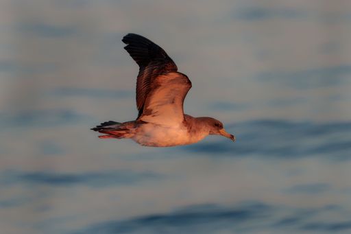 A Scopoli's shearwater Calonectris diomedea in flight at sunset, skimming the sea -surface off its breeding colony at ta 'Cenc cliffs, Gozo, Malta