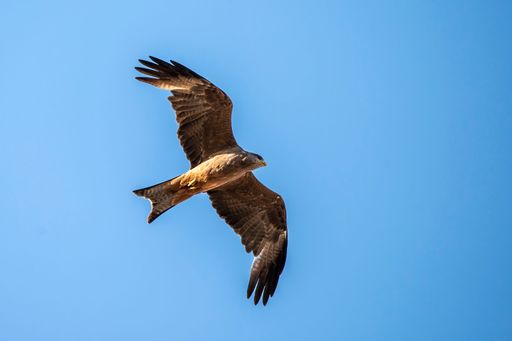 A low angle view of a Black kite flying in the blue sky