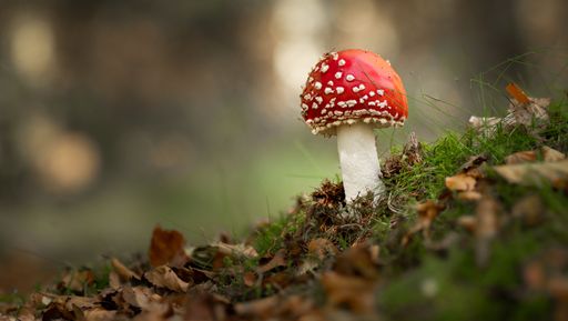 A closeup of a fly agaric (Amanita muscaria) growing in the forest