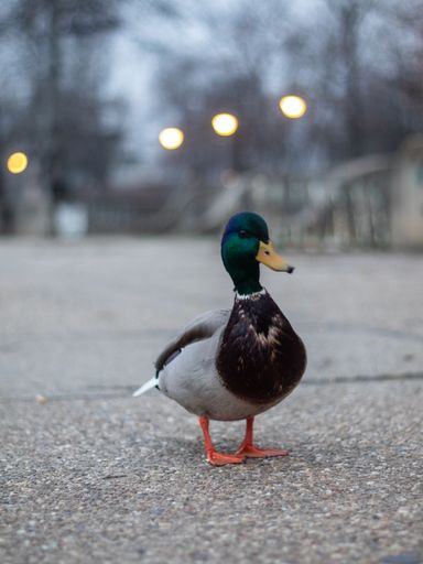 A vertical closeup shot of a wild duck in a city at the evening