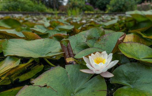 A closeup shot fo the water lily in the pond