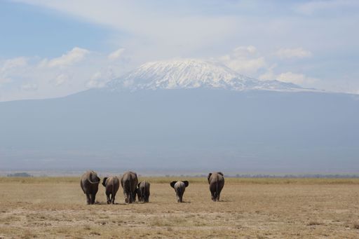 The pics were taken during a trip to Amboseli