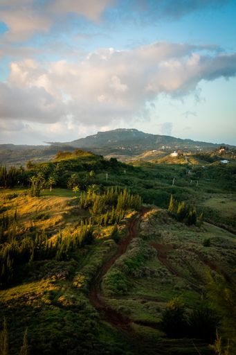 A vertical shot of a mesmerizing green landscape with a narrow hiking path leading through forest