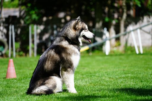 Adorable puppy of Siberian husky peacefully resting on green grass