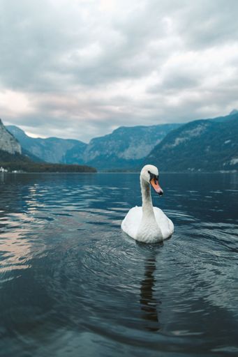 A vertical shot of a white swan swimming in the lake in Hallstatt. Austria