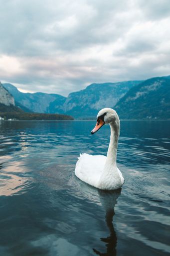 A vertical shot of a white swan swimming in the lake in Hallstatt. Austria
