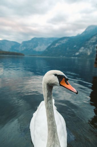 A vertical shot of a white swan swimming in the lake in Hallstatt. Austria