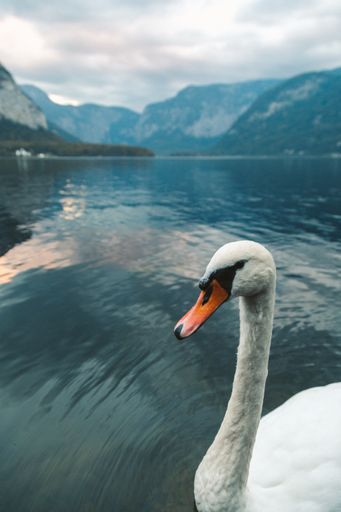 A vertical shot of a white swan swimming in the lake in Hallstatt. Austria