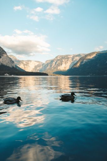 A vertical shot of two mallard ducks swimming at a lake in Hallstatt, Austria