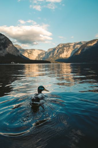 A vertical shot of a mallard duck swimming at a lake in Hallstatt, Austria