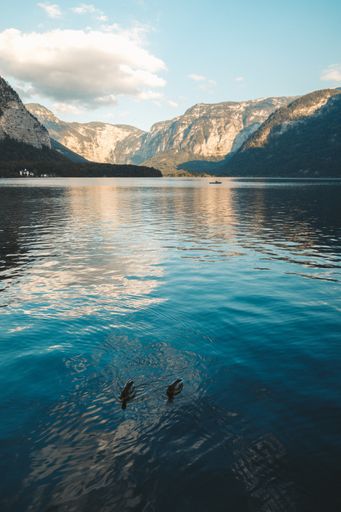 A vertical shot of two mallard ducks swimming at a lake in Hallstatt, Austria