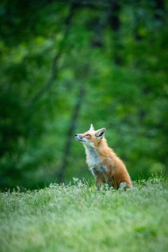 A vertical shot of a gorgeous red fox looking up in a vibrant green forest on a sunny day