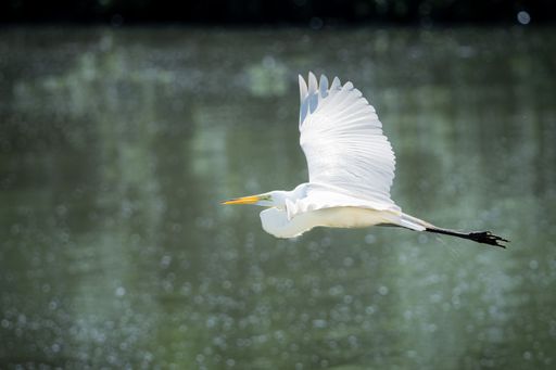 A big white heron in flight over a green lake in the countryside on a sunny day