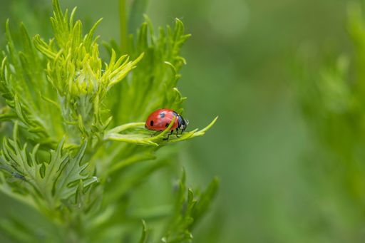 A selective focus shot of a ladybug on green plant