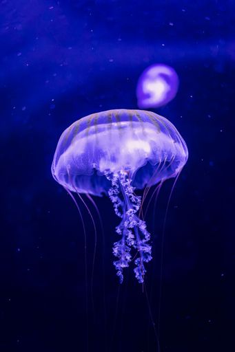 A vertical shot of a gorgeous transparent, glowing purple jellyfish on a blue background in a dark sea