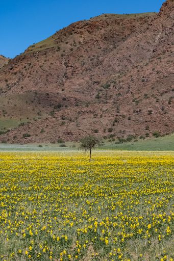 Namibia, panorama of the Namib desert in rain season, with grasses and yellow flowers, with mountain in background