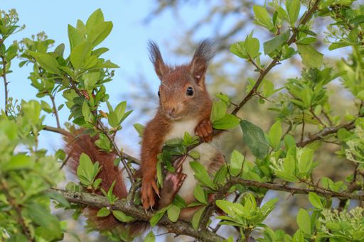 A closeup shot of a cute red squirrel (Sciurus vulgaris) on the branch