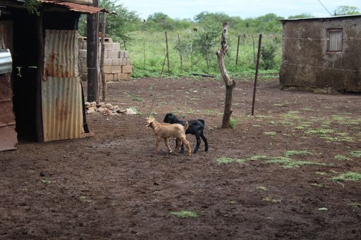 A view of two kid walking on the field