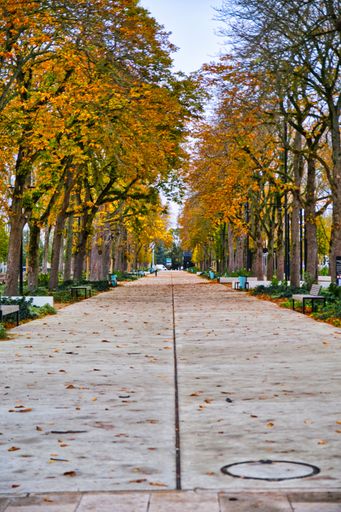 A vertical shot of a walkway in a park surrounded by trees and benches in autumn with a blue sky in the background