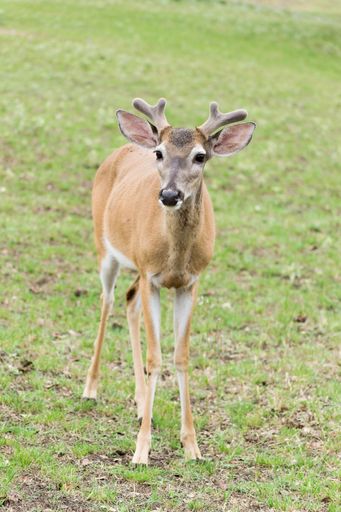 A vertical shot of a baby Key deer in a green grass