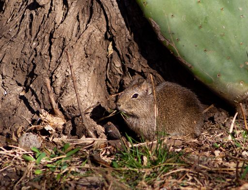 a close up of a Microcavia australis, a rodent that lives in South America
