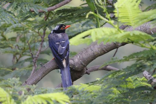 A Shallow focus of Red-billed blue magpie bird perched on a tree branch