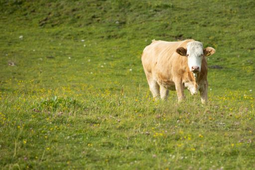 A brown cow grazing on the pasture in Austria, Tauplitz