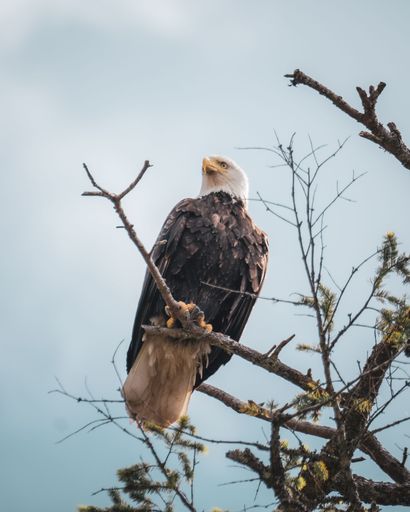 eagle sits on the perch of a tree
