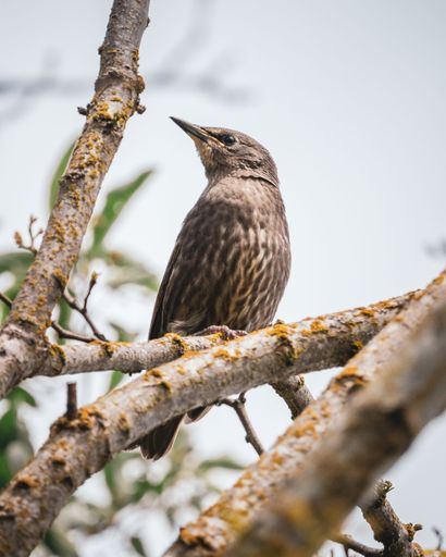 A vertical shot of a common starling bird on a tree branch - Sturnus vulgaris