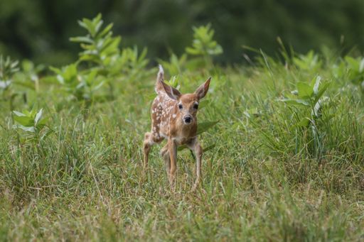 Baby White-Tailed Deer fawn walks through tall grass field with Milkweed on a summer afternoon center for copy space