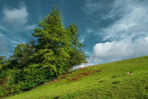 A beautiful shot of a scene in the hills with trees and a small cow under the cloudy sky