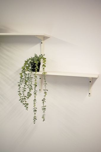 A vertical shot of a plant in the pot laid on a white wooden decor on a wall