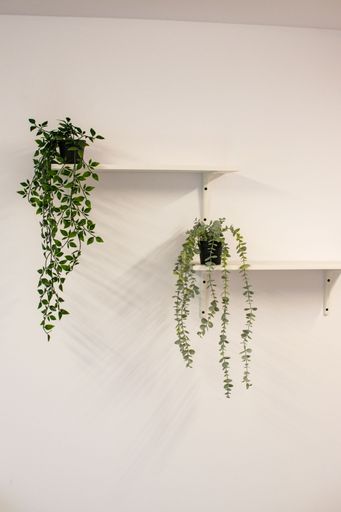 A vertical shot of a plants in pots laid on a white wooden decor on a wall