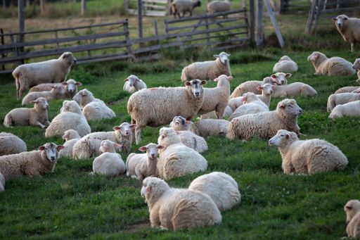 flock of sheep laying on the grass