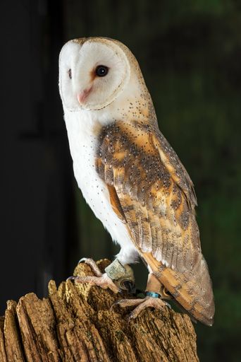 A vertical shot of a barn owl perched on a tree