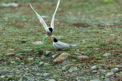 A cute shot of two Arctic terns feeding each other in the middle of a field