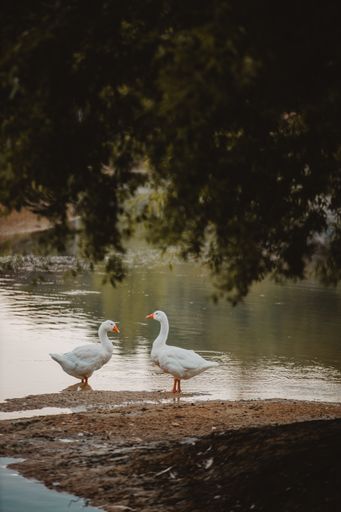 A vertical  shot of a pair of white ducks by a pond