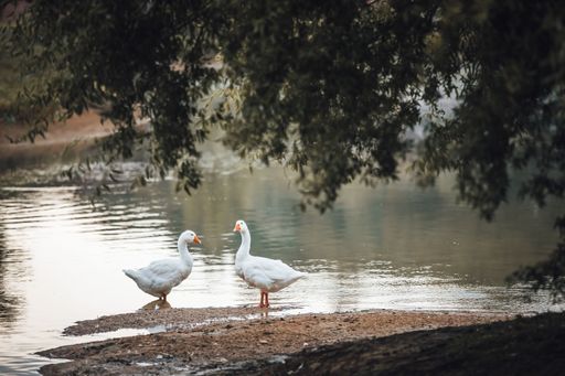 A close-up shot of a pair of white ducks by a pond