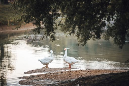 A close-up shot of a pair of white ducks by a pond