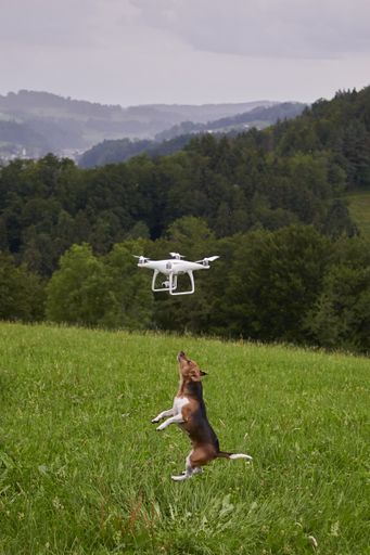 A vertical shot of a dog in a meadow jumping to reach the flying drone