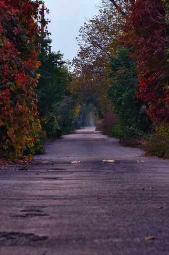 A vertical shot of an empty road between colorful trees in autumn
