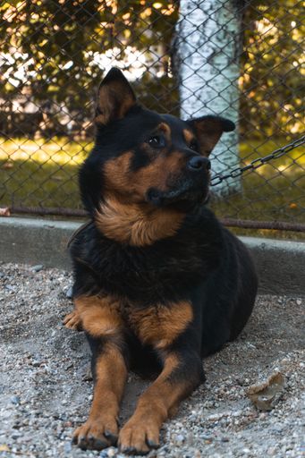 A beauceron dog laying on the ground tied with a chain to grid metal fence at the park