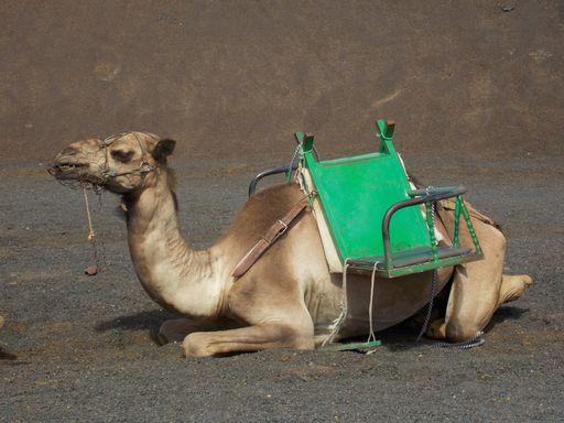 The brown large camel sitting on the sand