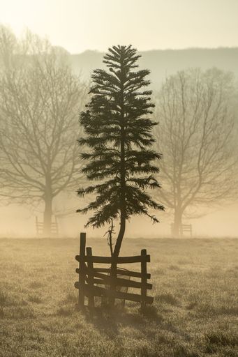 A vertical shot of a tall tree surrounded by small wooden fences on a dusty field