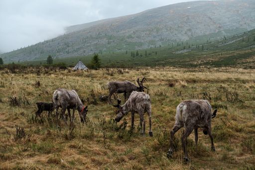 A group of brown reindeer grazing on a rural field in Mongolia