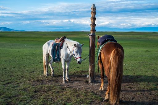 A pair of brown and white Mongolian horses on a field in Mongolia