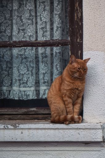 A ginger cat standing outside on a windowsill
