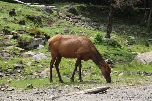 A Muntjacs deer in a forest during daylight eating grass