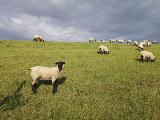 A closeup shot of a group of sheep on the dike close to Varel sluice