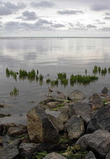 A vertical shot of a grassy and rocky shore at the island of Sylt, Germany
